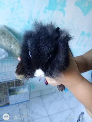 Mini coelho para doação