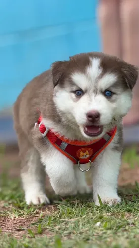 Husk siberiano