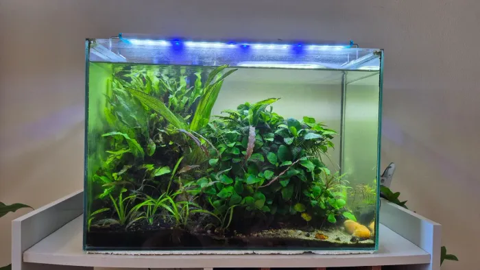 Aquário 43L plantado completo