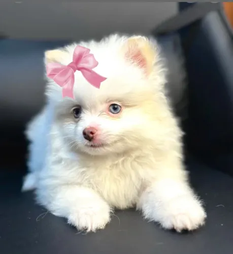 Lulu da pomerania fêmea