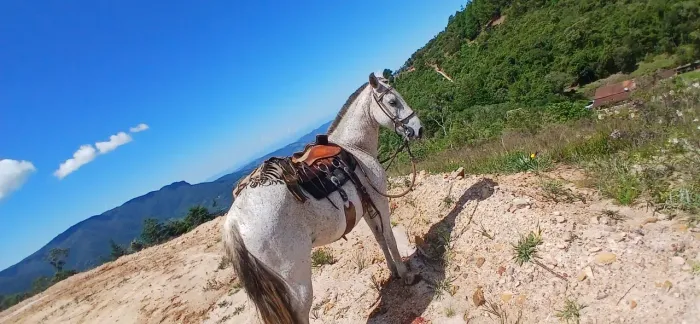 Égua marcha picada top