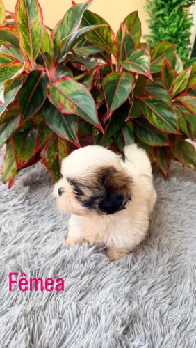 ? Filhotes de Shih-Tzu Disponíveis ? Reserve o Seu!