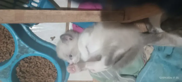 Doação de gato macho