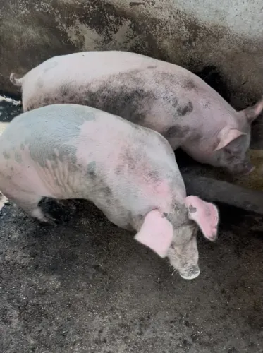 Casal mestiço pial x Duroc