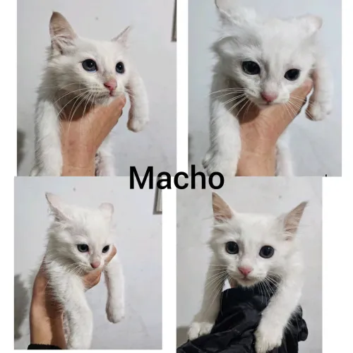 Filhotes de gato angorá