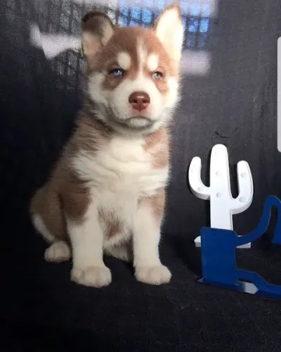 Husky Siberiano originais, cores exoticas e com olhos auis