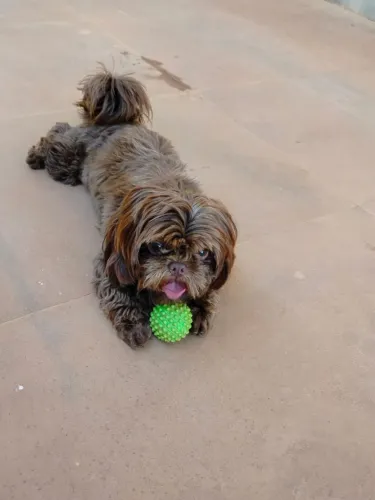 Procuro namorada pro meu Shih Tzu