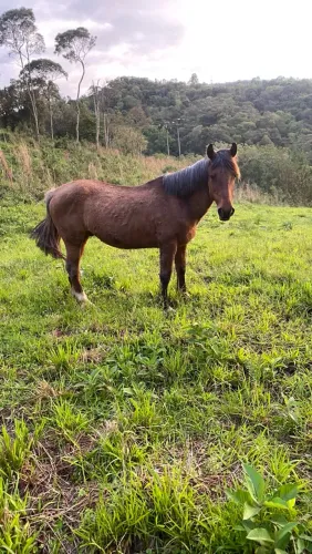 Vendo cavalo
