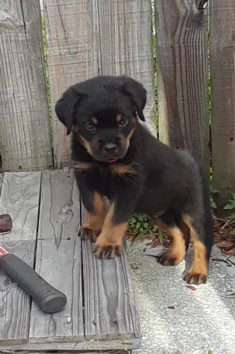 Rottweiler Um companheiro perfeito para alegrar seu filho