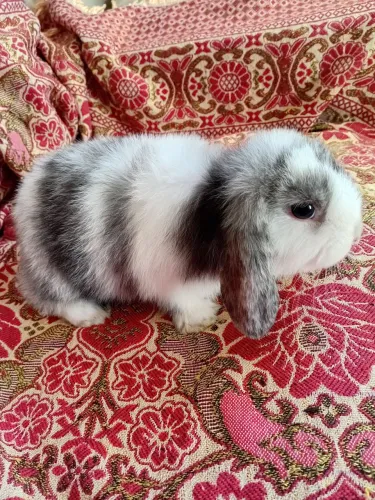 Mini lop 
