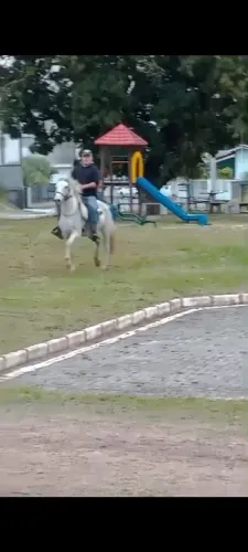 Cavalo marchador , marcha batida