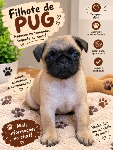 Filhote de pug puro