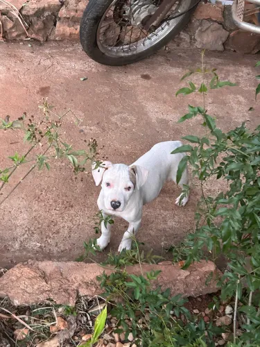 Filhote Pitbull