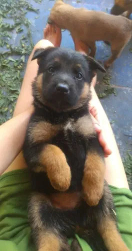 Pastor alemão Um cachorrinho que adora fazer parte da rotina da família