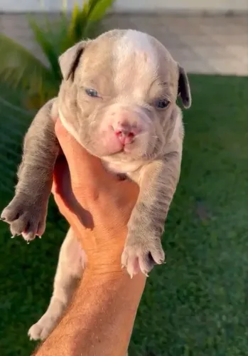 Filhotes American Bully Pocket