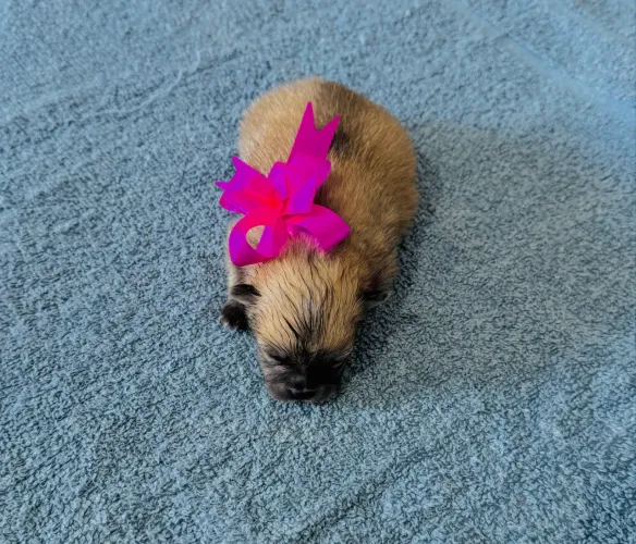 Spitz alemão anão ( lulu da pomerania)