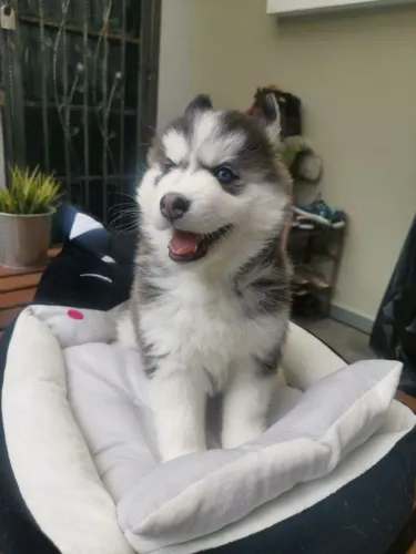 Husky macho Um novo companheiro esperando por você