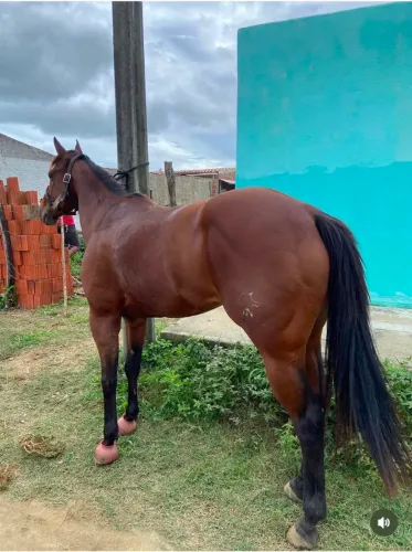 Potra Quarto de Milha genética corrida