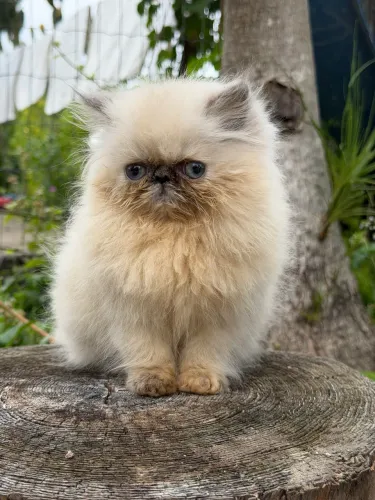 Gata persa show 