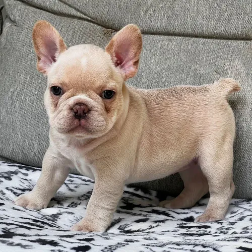BullDog Francês: Seu parceiro de vida