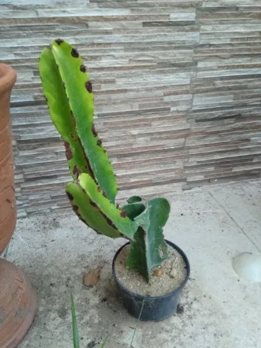 Planta