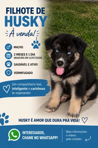 Filhotes de Husky à venda - linhagem Shepsky