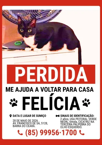 Gata perdida me ajude a encontrar