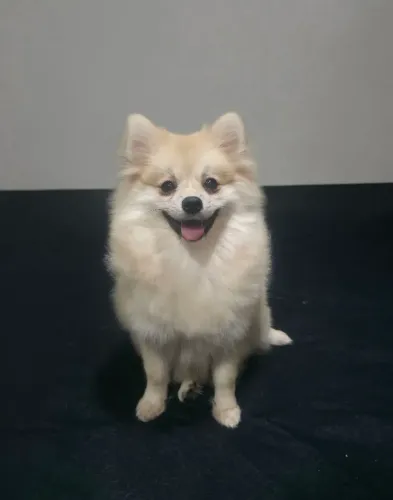 Spitz alemão fêmea