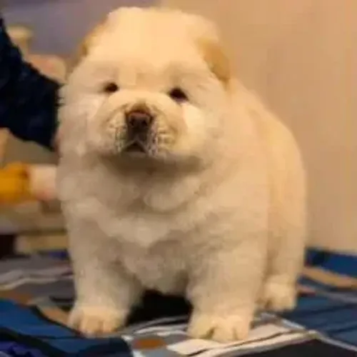 Chow Chow,Chow Chow Filhote Muito Amoroso e Dócil