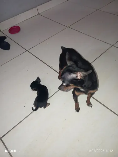 Vendo Pincher 0 mistura com Pincher 1