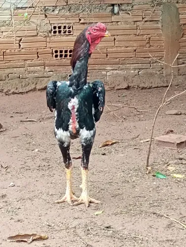 Indio Gigante reprodutor
