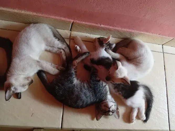 Doação de gatos 
