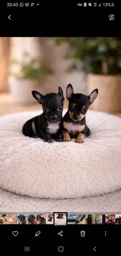Pinscher 00
