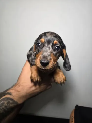 Cofap Basset teckel Kel dachs hund