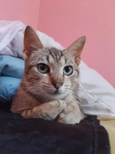 *GATINHO PARA DOAÇÃO!*