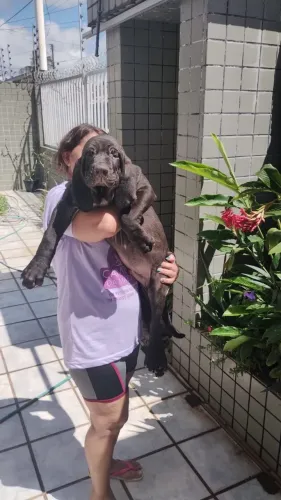 FILHOTE DE FILA BRASILEIRO, ÓTIMA LINHAGEM.