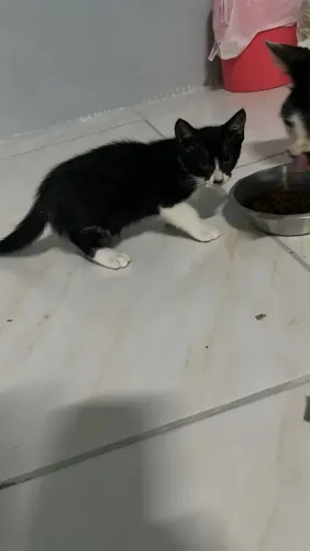Gatos filhotes para adoção 