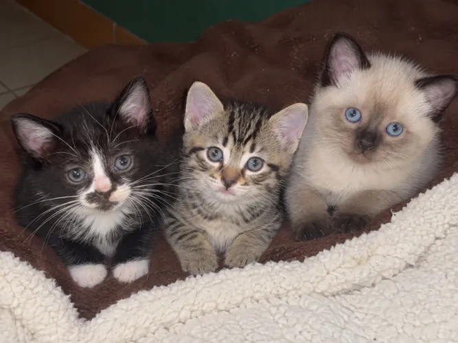 Adoção de 3 gatinhos RJ