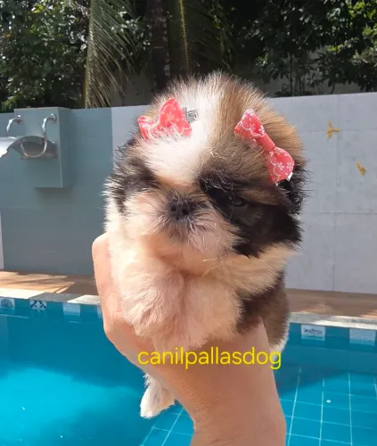 Shih tzu Macho e fêmea disponível. 