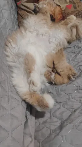 Vendo gata persa fêmea