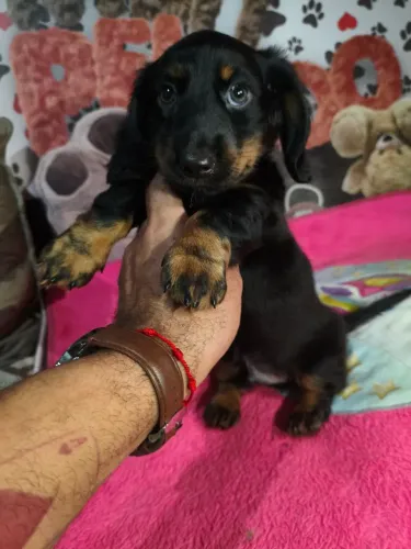 Lindo machinho Basset teckel pêlo longo disponível!