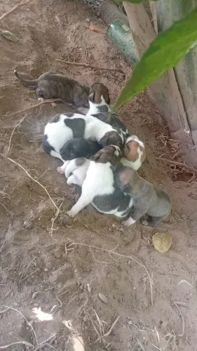 Cachorro 