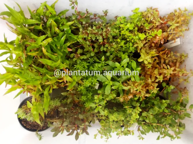 Plantas aquáticas aquário e lagos