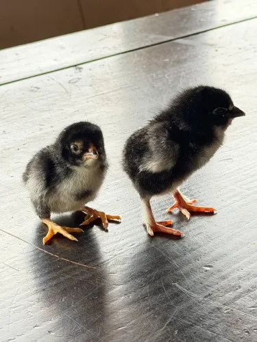 Pintinhos