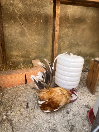 Vendo galinhas e galos , tem garnize também