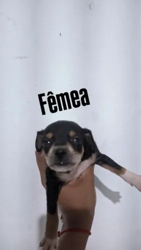 Estou doando esse lindos cachorrinhos