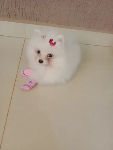 spitz alemão, femea, branca, micro em 10x no cartao. com pedigree e entrega.