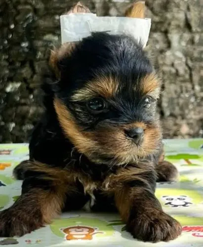 Vendo Yorkshire 3 machinhos 