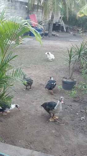 Vendo patos adultos e filhotes. 