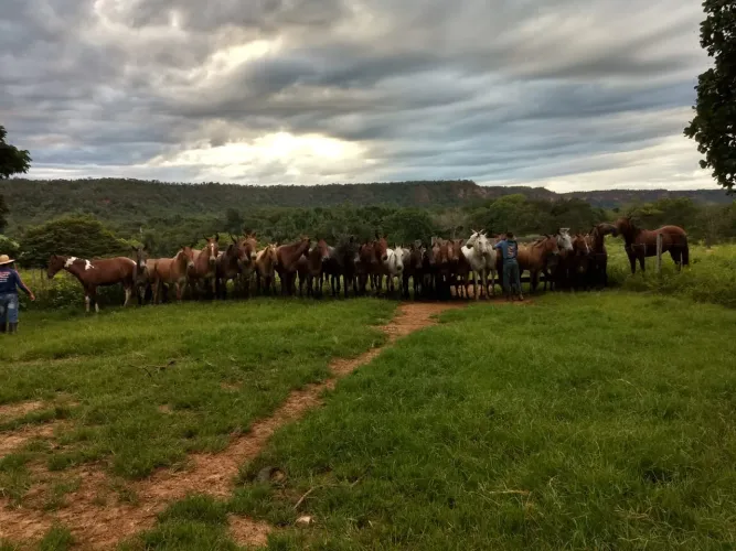 Fazenda Alexania 141 Algueires